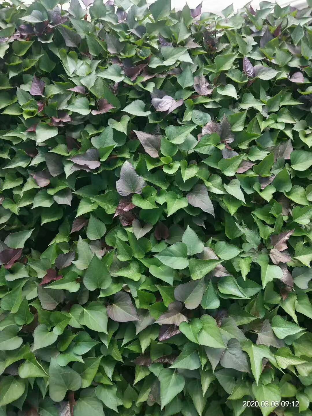 西瓜红红薯苗  红薯苗