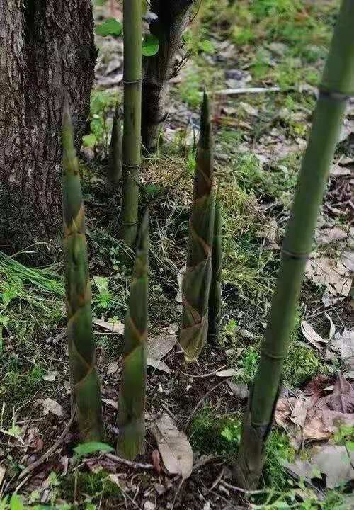 攸县甜竹笋  竹笋新鲜春笋现拨现发当季农家带壳手剥笋小姐的甜笋
