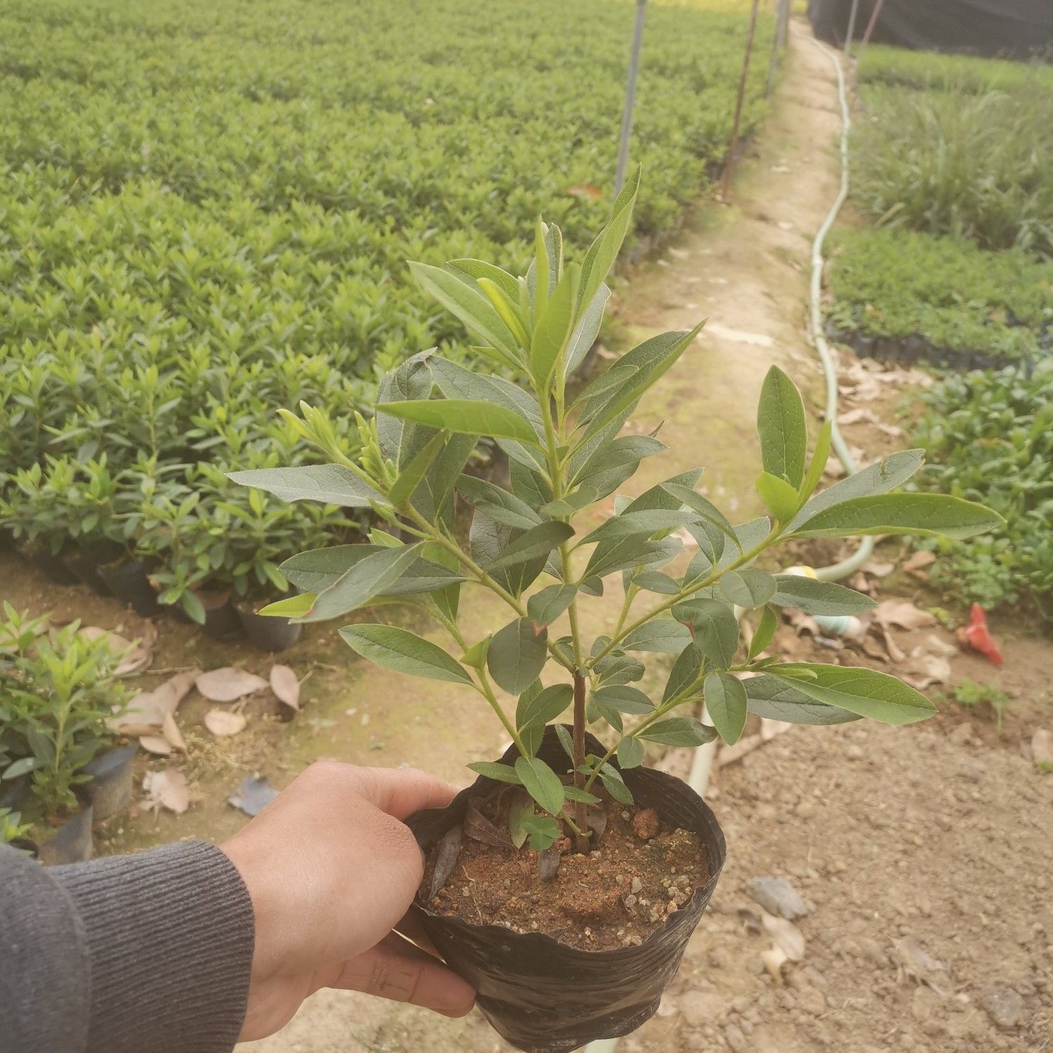 毛杜鹃七斤袋批发价