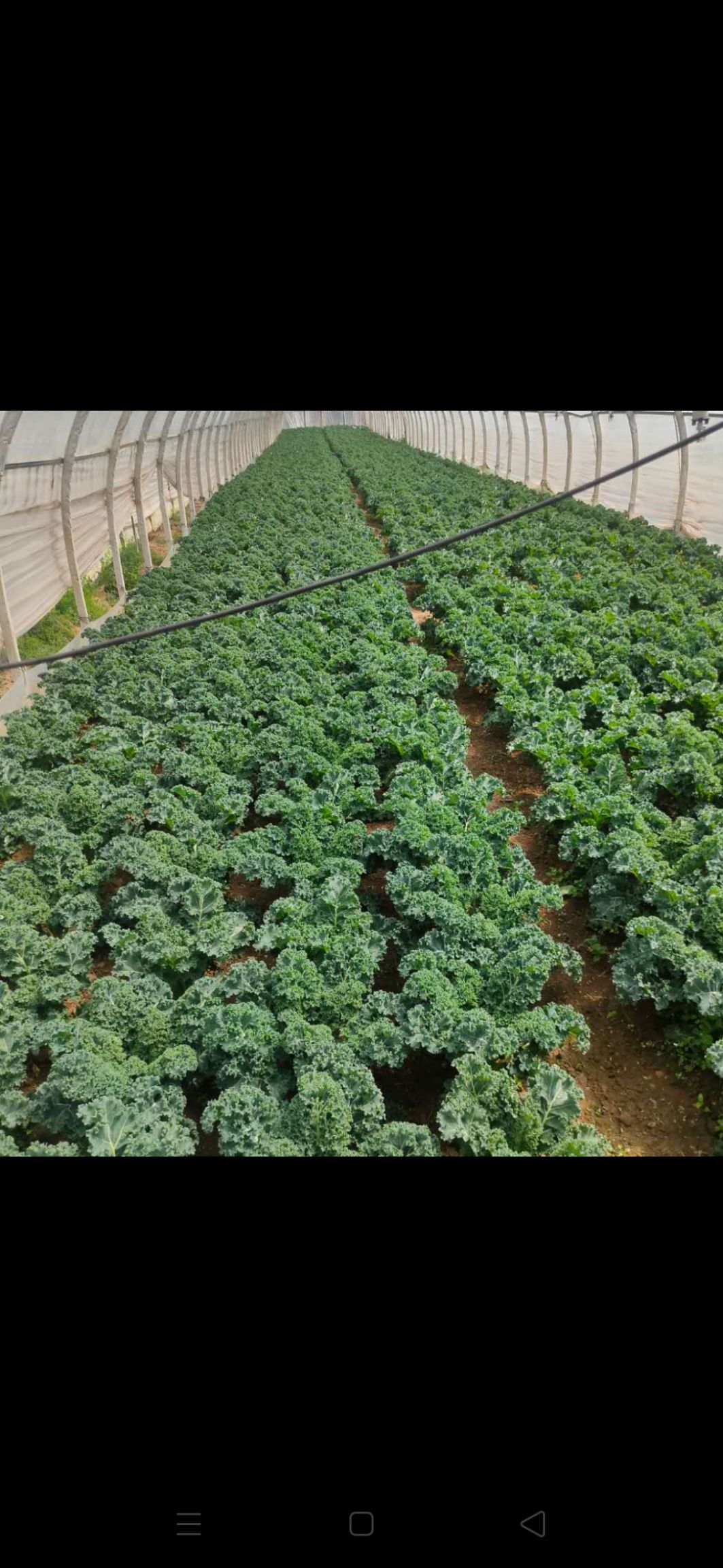【云南新农妹】羽衣甘蓝kale新鲜蔬菜嫩叶健身减脂榨汁蔬菜