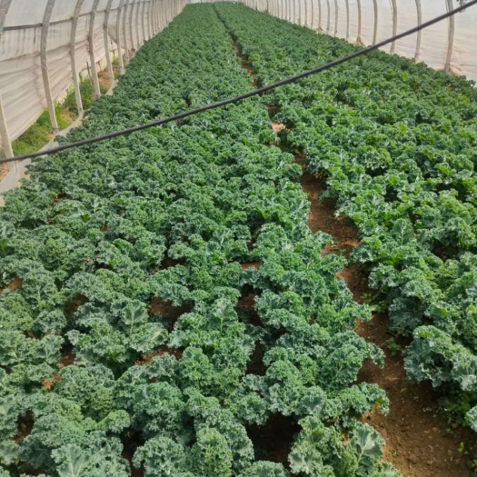 昆明【云南新农妹】羽衣甘蓝kale新鲜蔬菜嫩叶健身减脂榨汁蔬菜