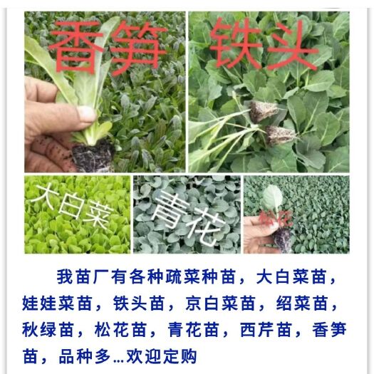 通海县娃娃菜种苗  ，娃娃菜苗