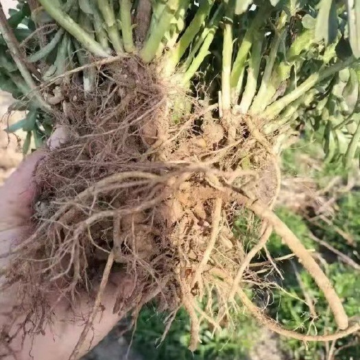 肥城市 景天三七，费菜，养心菜，救心菜苗子