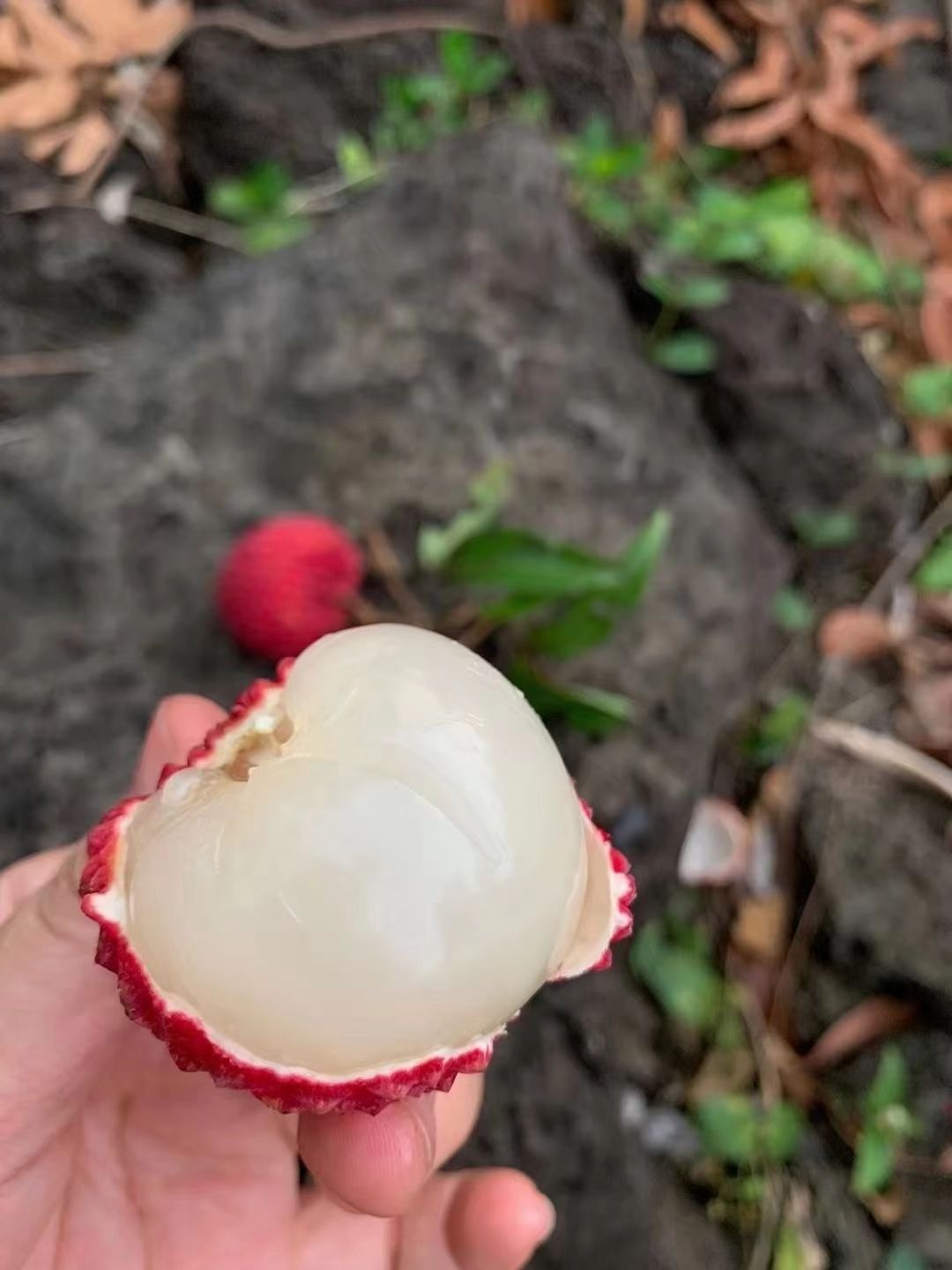  海南永兴火山岩荔枝王，自家果园，欢迎各大企业，电商咨询合作！