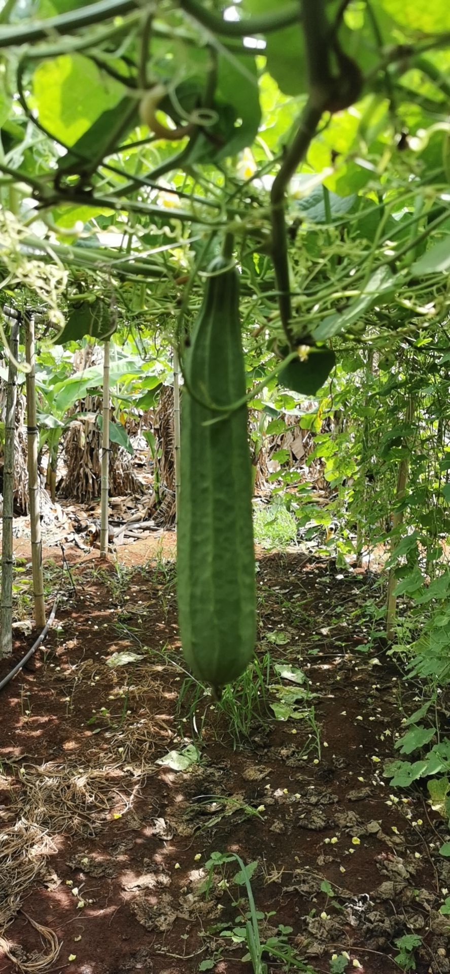  广东湛江精品丝瓜！又甜又脆！