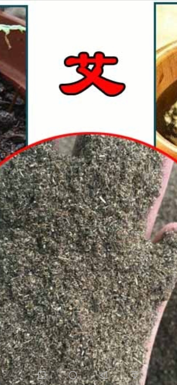 艾草种子食用驱蚊草艾叶种籽野生大小叶艾蒿青蒿种植四季驱