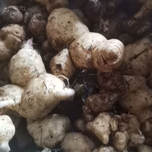 罗甸县甜黄精  黄精，老虎姜，鲜货，干货，都供应