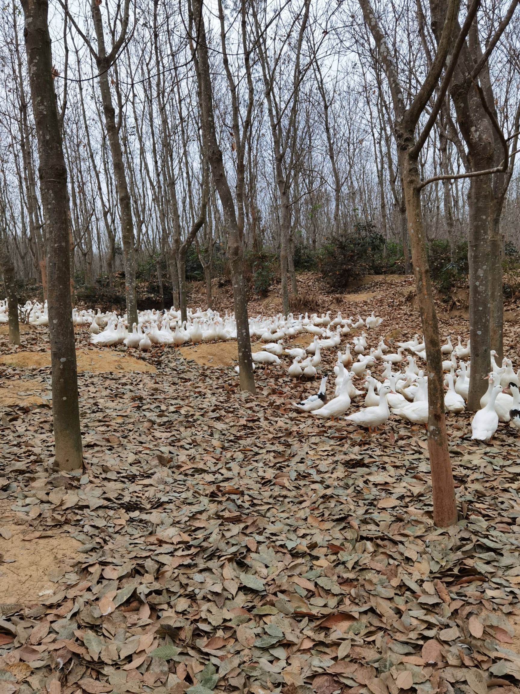 肉鸭 7-8斤 统货 半圈养半散养 