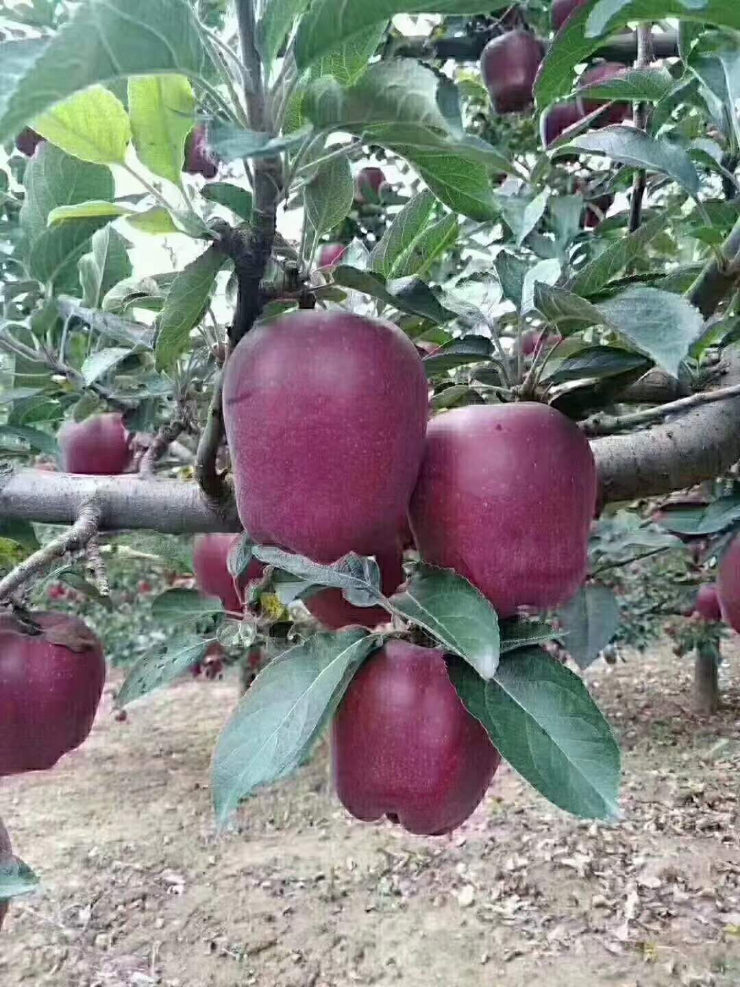 花牛苹果树苗  甘肃花牛红富士嫁接苹果苗子3年苗子