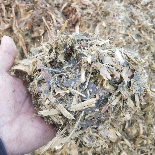 乐陵市青储草 