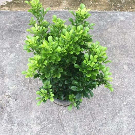 漳州米兰花