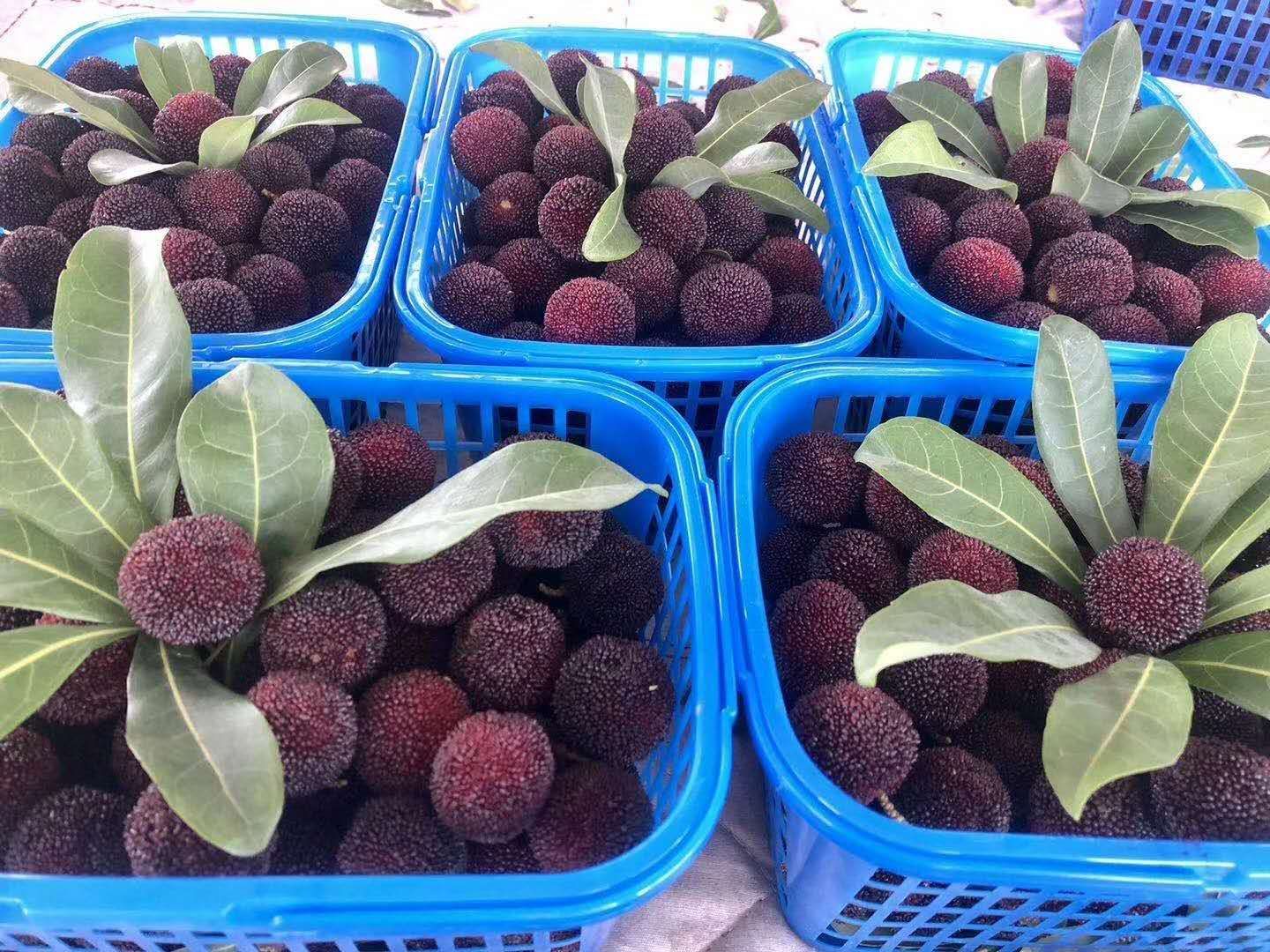 荸荠杨梅 云南时鲜水果早熟杨梅批发代办一件代发东魁荸荠梅