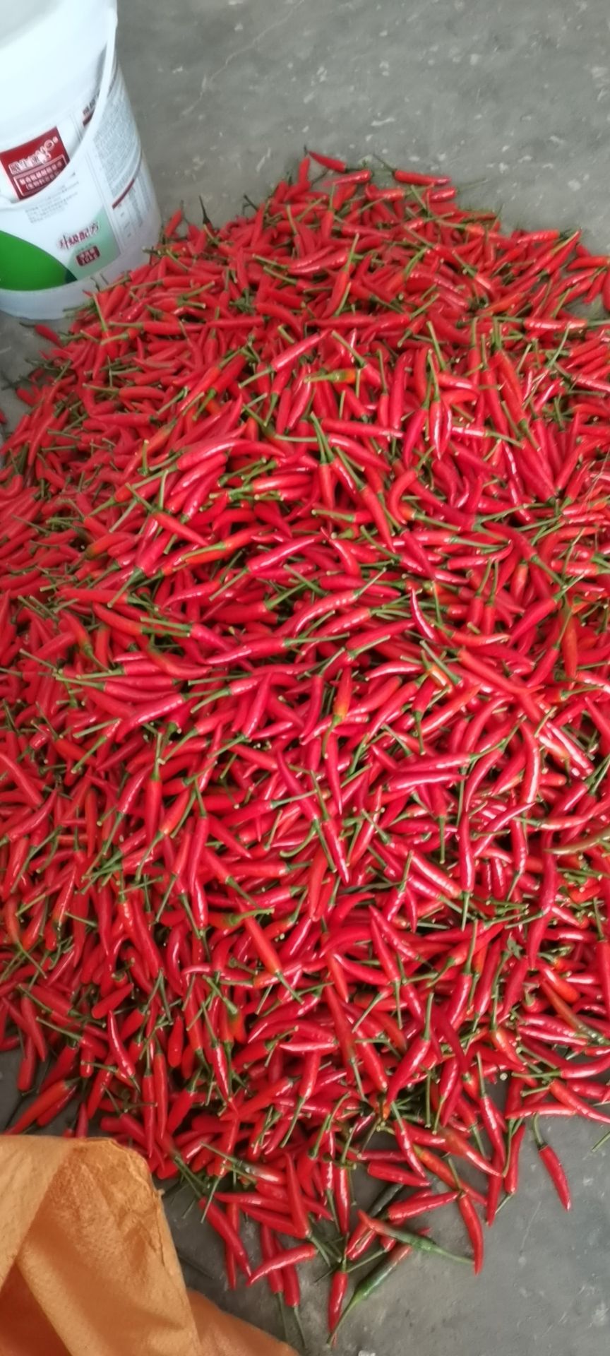 商品详情产地:广东省云浮市罗定市品种名:小米椒商品