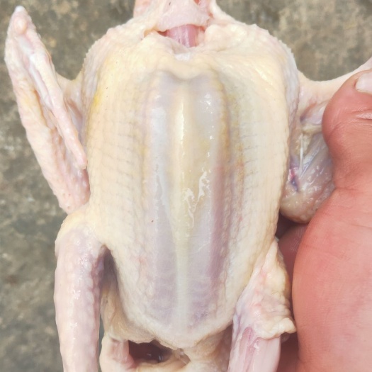 莘县乳鸽子老鸽子 白条鸽