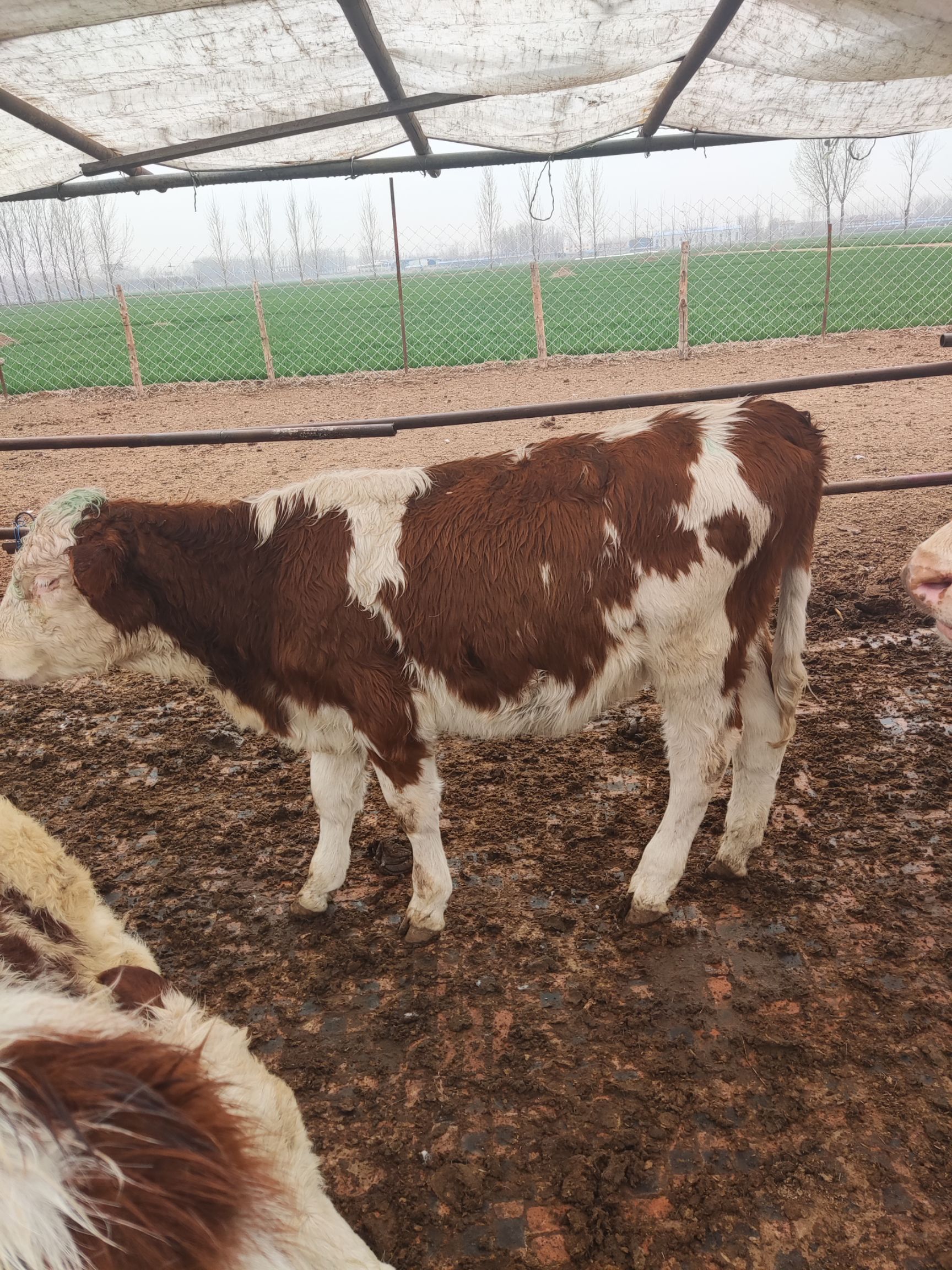 肉牛  ，牛犊，西门塔牛，家庭养殖农场自繁殖自销售生长快抗病强。
