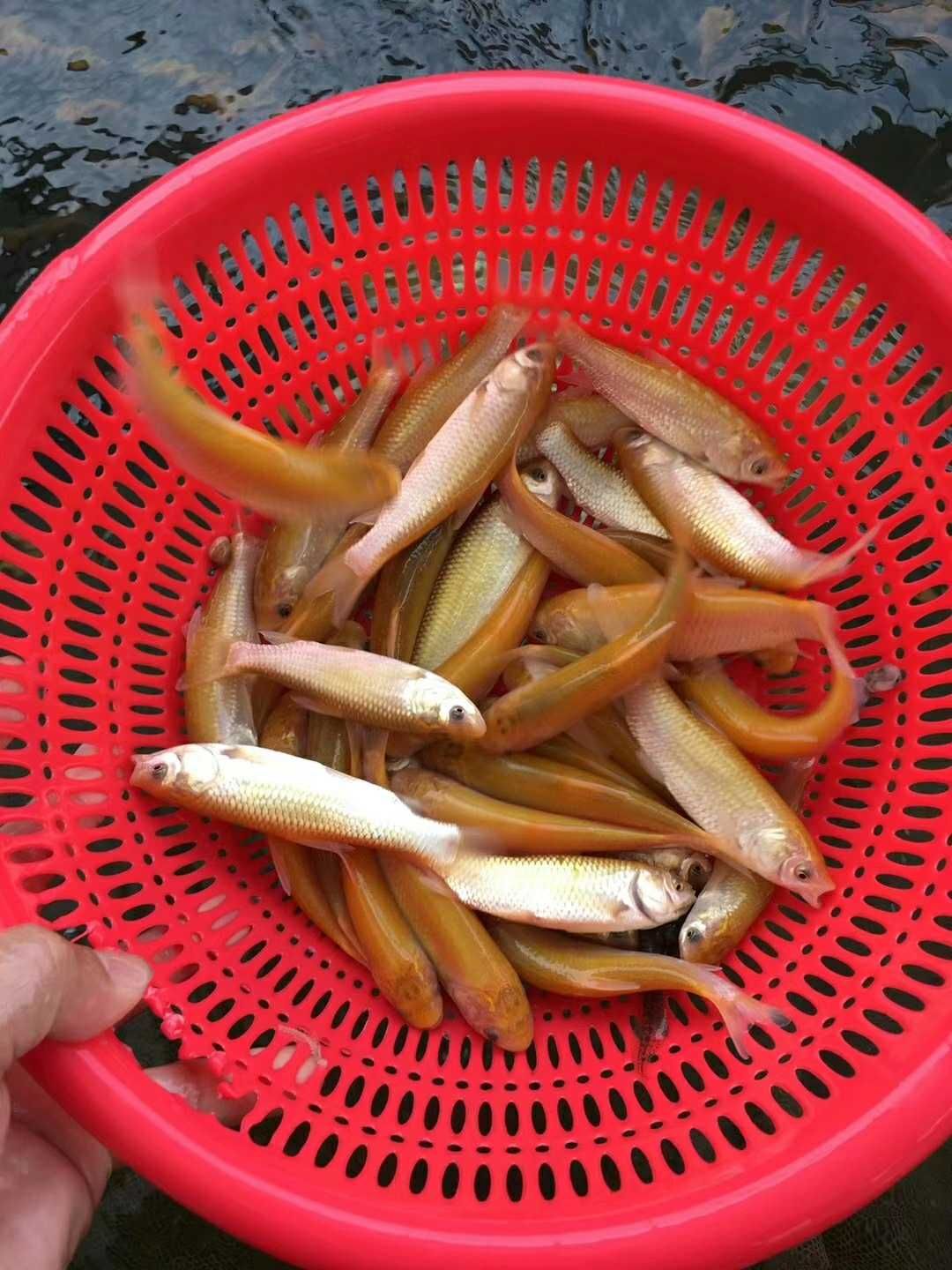 大头鱼鱼苗 花鲢 雄头鱼苗 缩骨大头