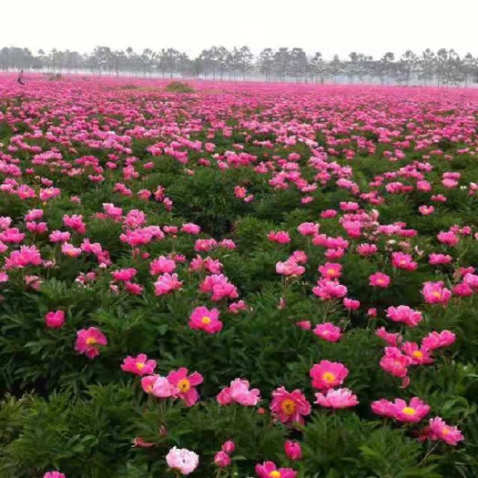 金川县多花芍药  红花芍药价格