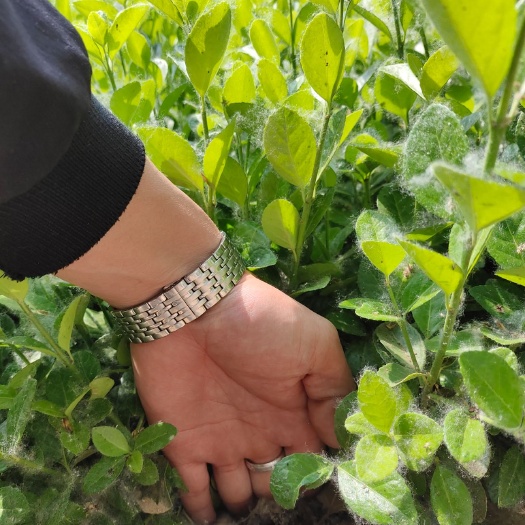 深州市冬青卫矛  大量出售卫矛小苗，价格合理有需要的可以联系我