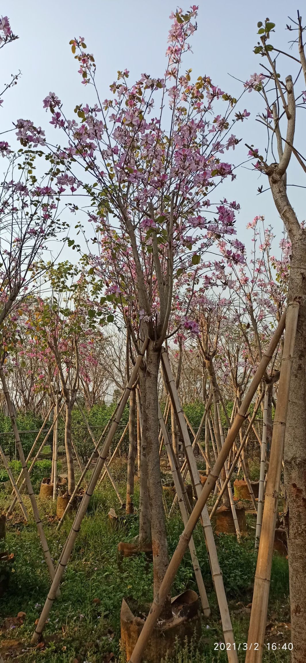 宫粉紫荆树  5-20公分宫粉紫荆