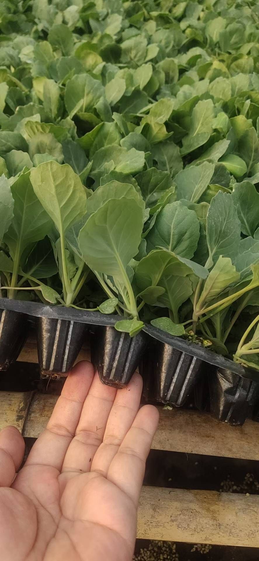 包菜苗  山东寿光甘蓝苗