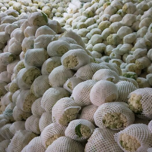 泾阳县白花菜花 花椰菜