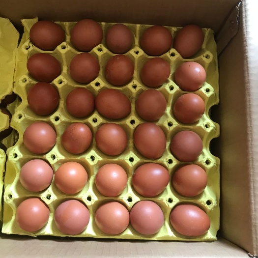 柳州褐壳蛋，小码红壳蛋，精品褐壳蛋。