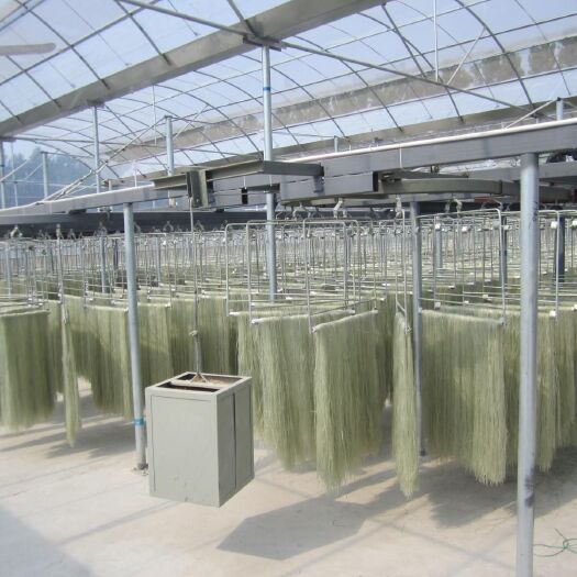 龙口市粉丝 大粉原装出售，厂家批发，大量供应