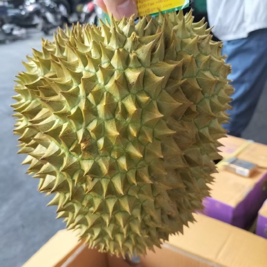 广州金枕榴莲  泰国榴莲泰国金枕批发代发