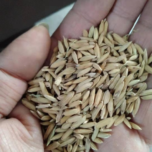 南昌县籼稻谷 饲料粮可加工价格便宜