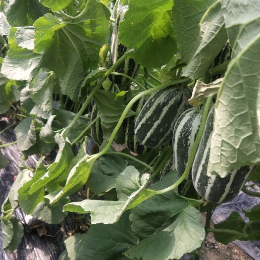 盘锦博洋甜瓜  博阳九大量上市
