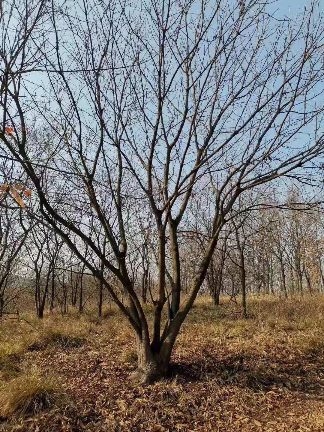 南京丛生黄连木价格40-100公分