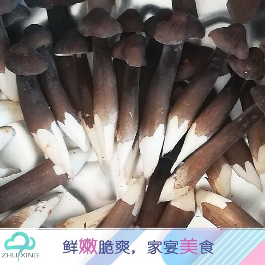 兴宁市黑皮鸡枞菌新鲜