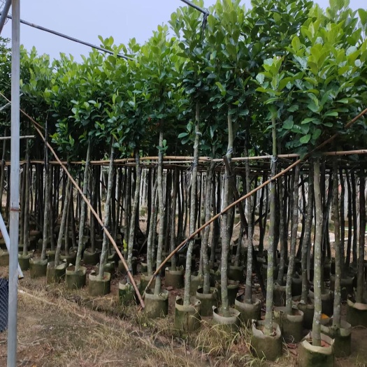 揭阳马来西亚一号菠萝蜜苗  5-15公分菠萝蜜树