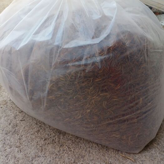 汝州市 黄粉虫干虫