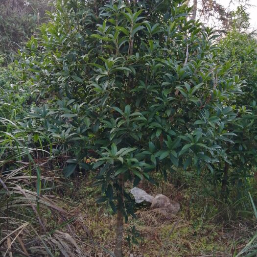 榕江县6一8公分丹桂，