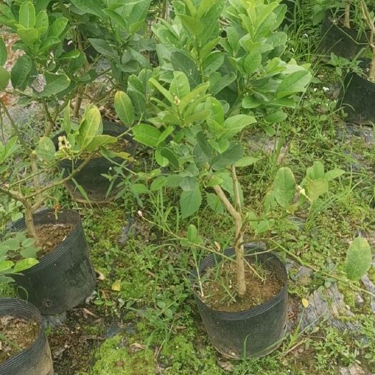 兴业县香水柠檬苗  广东四季香水柠檬树苗无籽香水柠檬