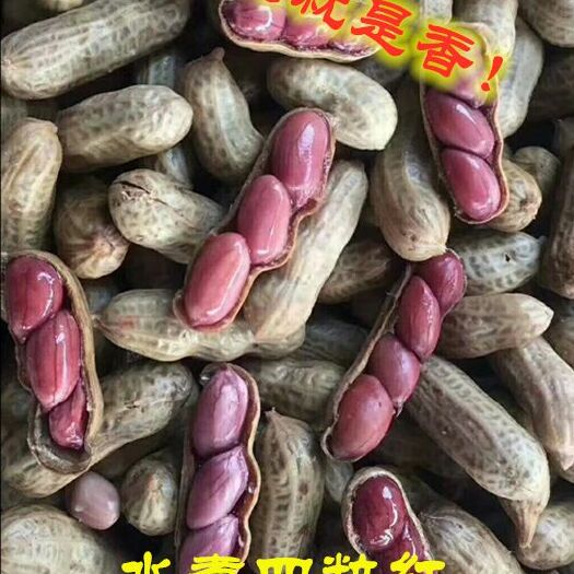 济南 水煮四粒红花生