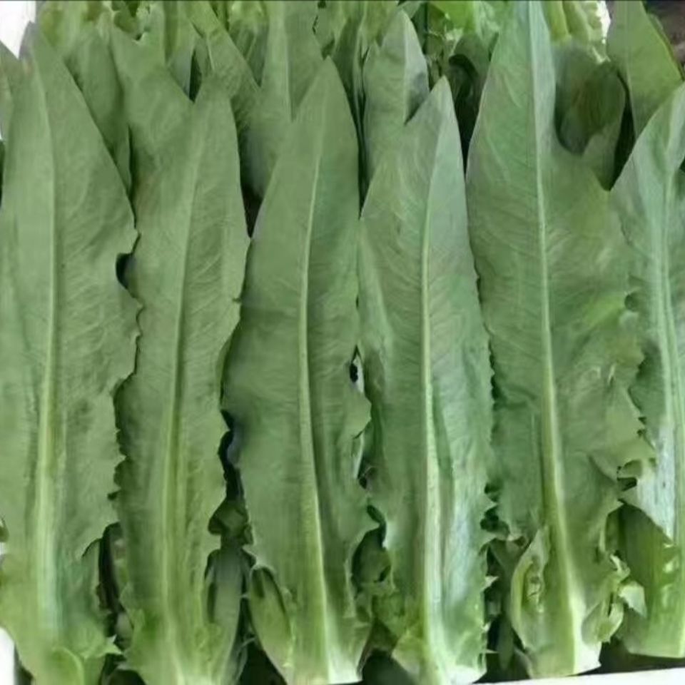 青油麦  新鲜油麦菜