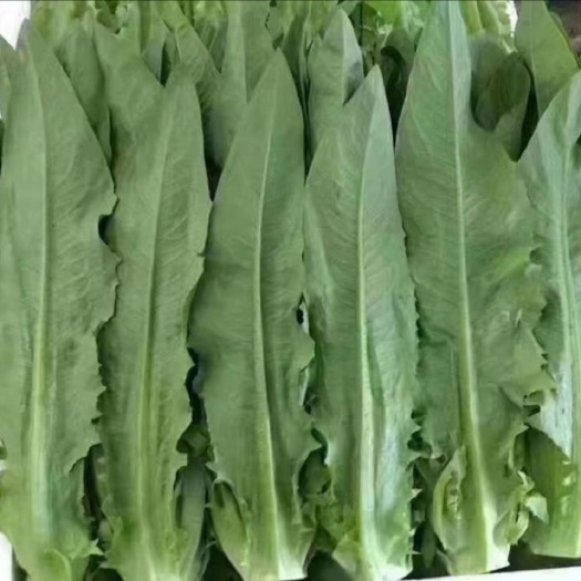 曹县青油麦  新鲜油麦菜