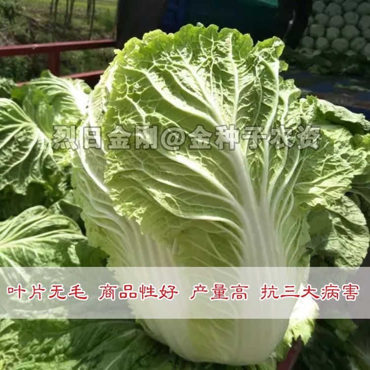 夏阳白菜种子 烈日金刚 夏播大白菜种子耐热43度 大田夏季