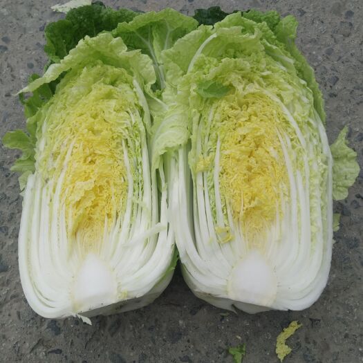 彭州市 大白菜大量上市中