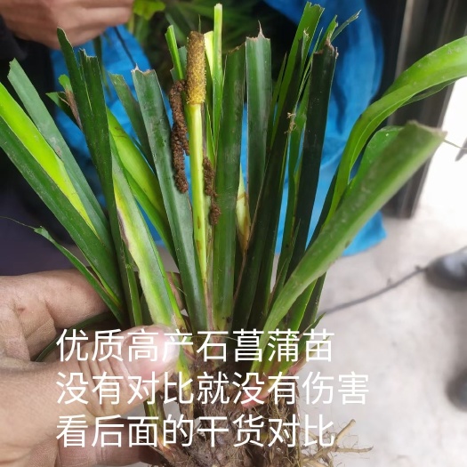 石菖蒲苗  优质石菖蒲种苗，提供技术，包回收，达州广元南充巴