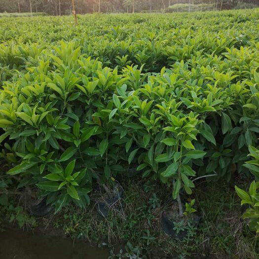 揭阳非洲茉莉  灰莉