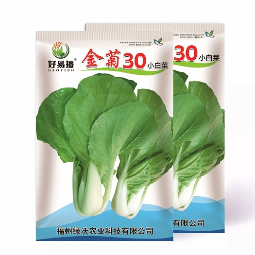 福州金菊30白菜杂交种  金菊不结球白菜种子耐热口感好生长快夏菊