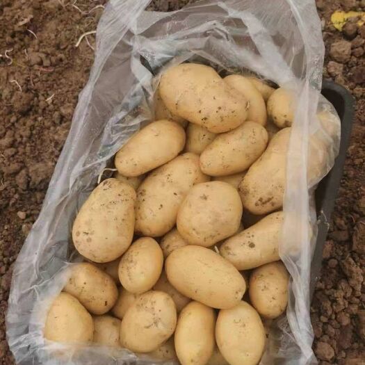金堂县荷兰15  荷兰十五土豆