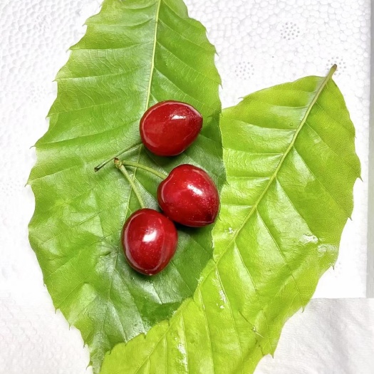 苍溪县红灯樱桃 玛瑙红樱桃