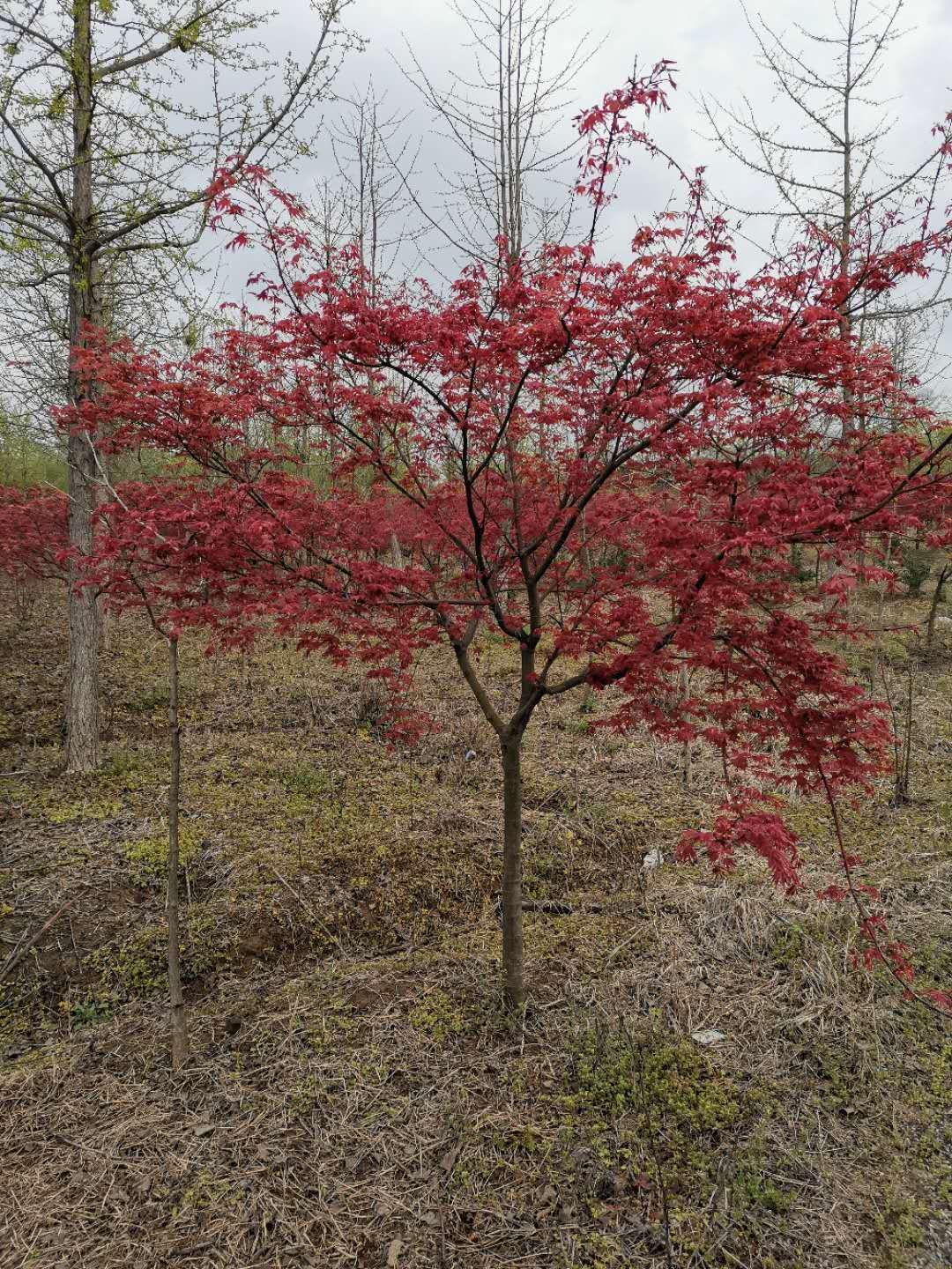 日本紅楓紅舞姬 紅楓