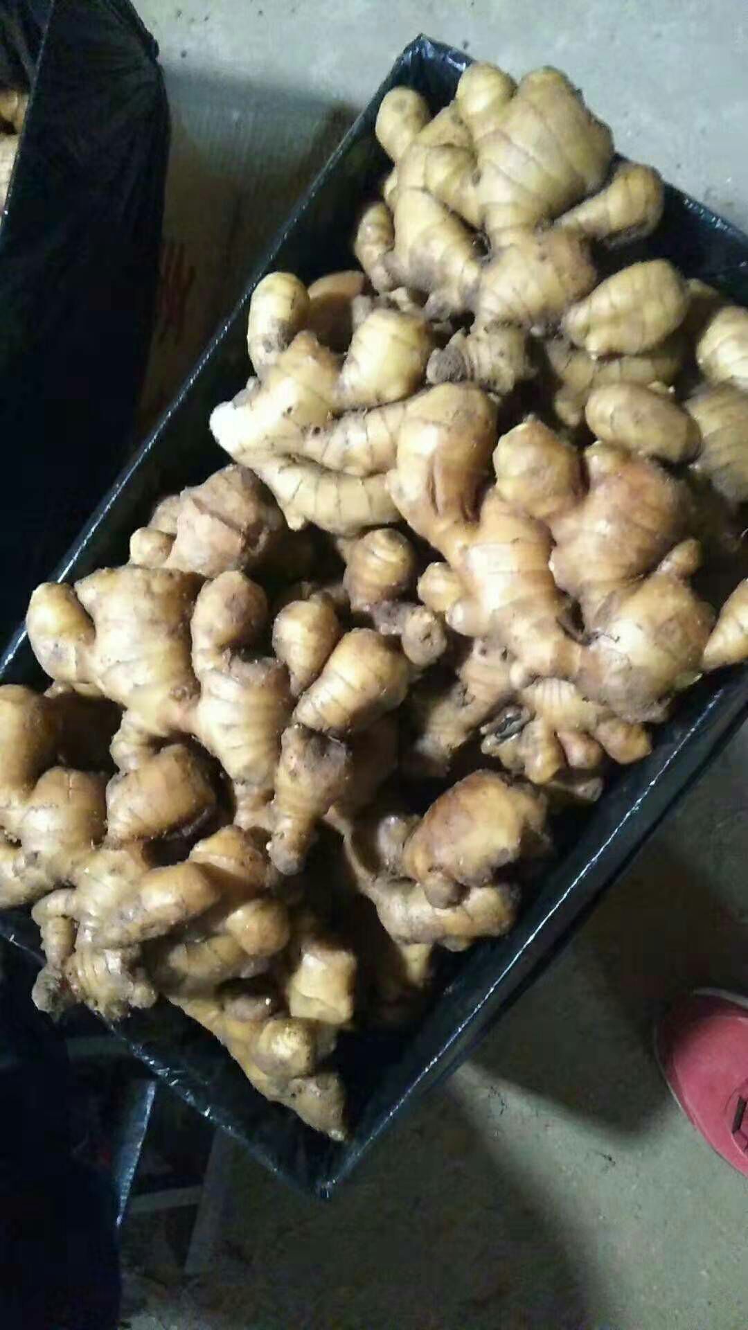  精品【老姜】一手货源！ 产地直销 质量保证  全国发货