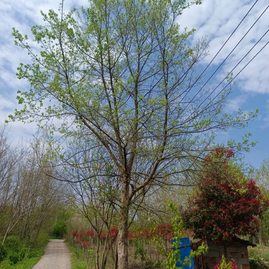 南京三角枫价格，三角枫基地