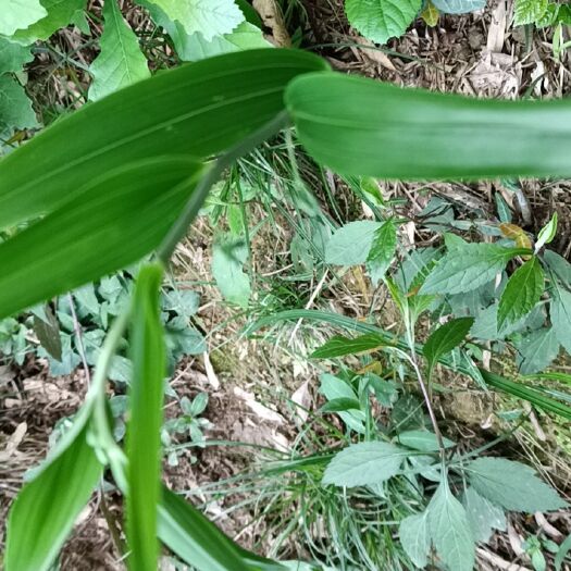 武冈市黄精种苗  野生多花黄精苗  大黄精苗